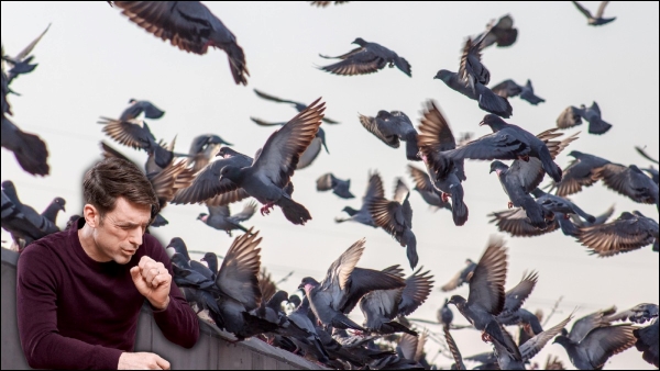 Pigeon Droppings is a fatal disease caused by pigeons