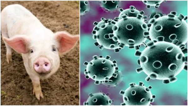 What is African Swine Fever What is African Swine Fever