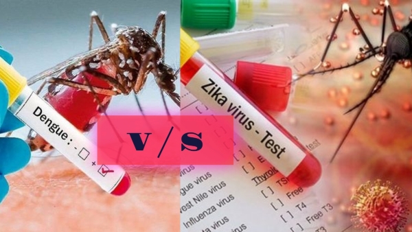 what is the difference between Dengue or Zika Virus
