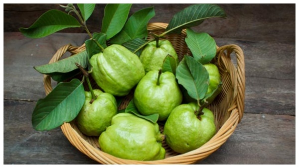 Guava Fruit Guava Fruit