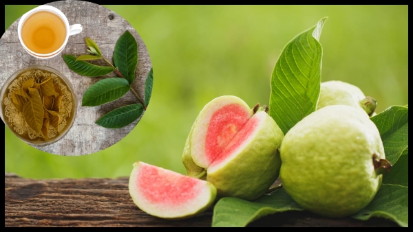 Health benefits of guava leaves