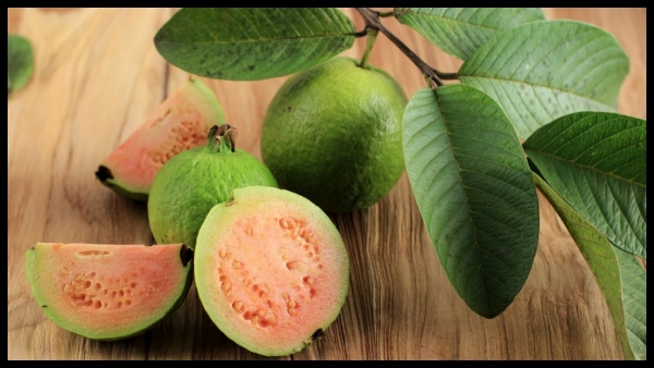 Health benefits of guava leaves