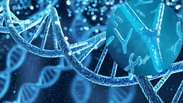 The Disappearing Y Chromosome