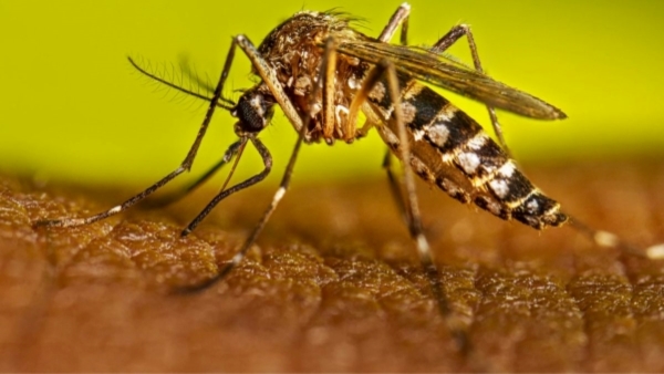 Dengue Fever Increases Risk of Heart Disease Take Precautions
