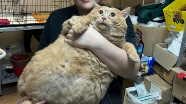 Meet the 17kg Monster Cat from Russia Meet the 17kg Monster Cat from Russia
