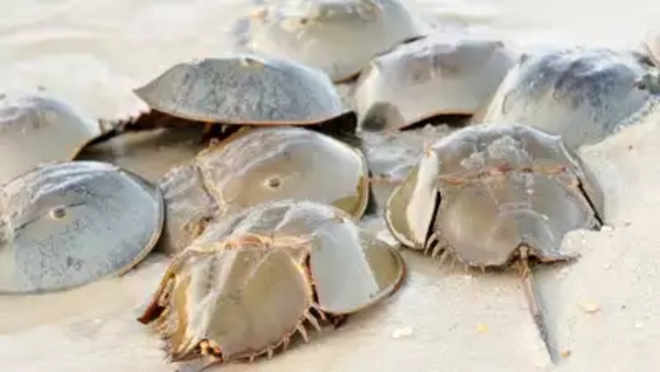 Expensive Animal s Blood in the World