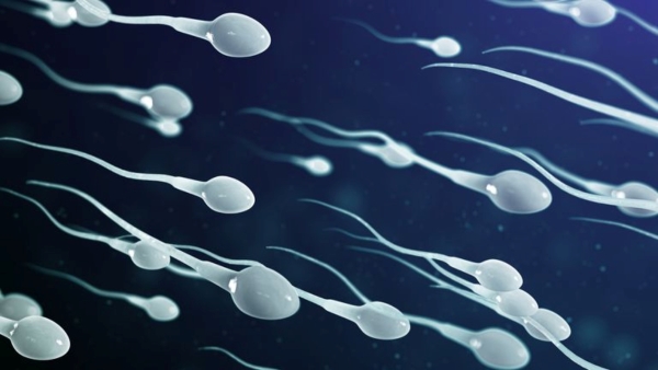 Stress Boosts Sperm Mobility