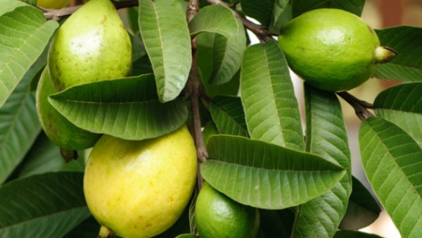 Amazing health benefits with guava leaves Here is the process to use it Amazing health benefits with guava leaves Here is the process to use it