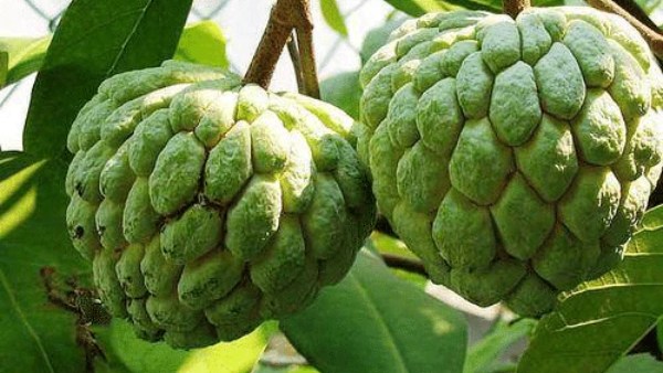 Health benefits with custard apples How it will improve overall health system