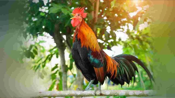 Do you know Rooster crow s early morning snoring secret Here is the details