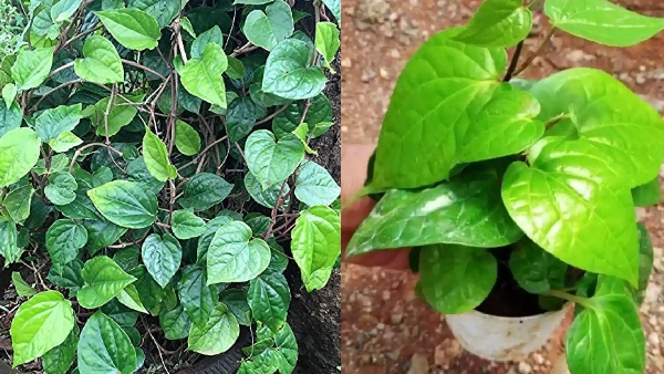 put betal plant in your home in this direction and get lakshmi devi blessings