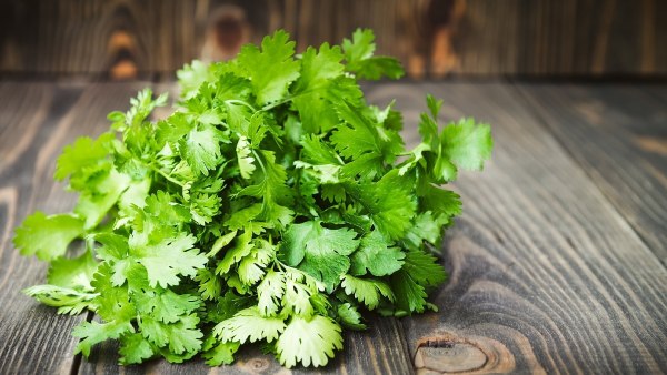 Skin care benefits with coriander leaves Here is the process to use it Skin care benefits with coriander leaves Here is the process to use it