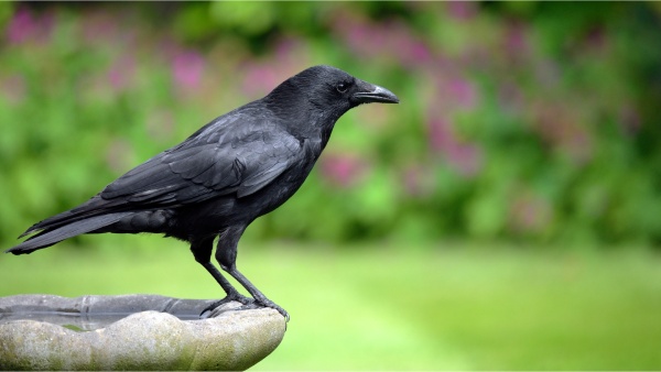 Crows can take revenge on human beings for 17 years Here is interesting facts about it Crows can take revenge on human beings for 17 years Here is interesting facts about it
