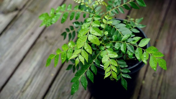 Health benefits with curry leaves This is the way to have it daily Health benefits with curry leaves This is the way to have it daily