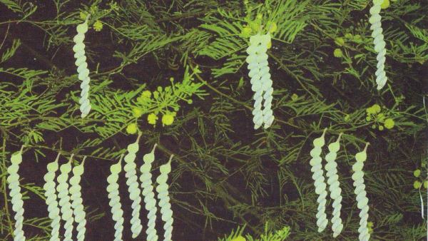 Acacia pods health benefits and its uses in telugu Natural remedies for health