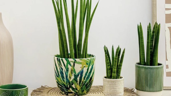 These plants can filter air in your home