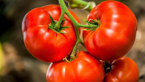 People who are suffering with these health problems shouldn t eat tomatoes at all People who are suffering with these health problems shouldn t eat tomatoes at all