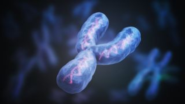 Disappearing Y-chromosome constantly It will lead to end of men s era