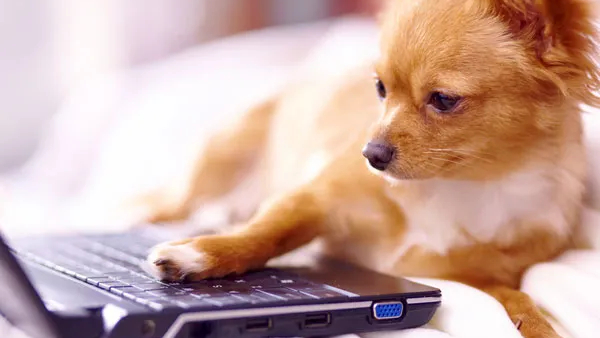 most intelligent animal after humans