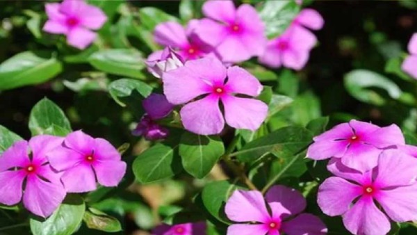 Sadabahar tree has great importance in Ayurveda If you wear a face pack with the flowers of this tree your face will become beautiful So let s know how to wear that face pack here