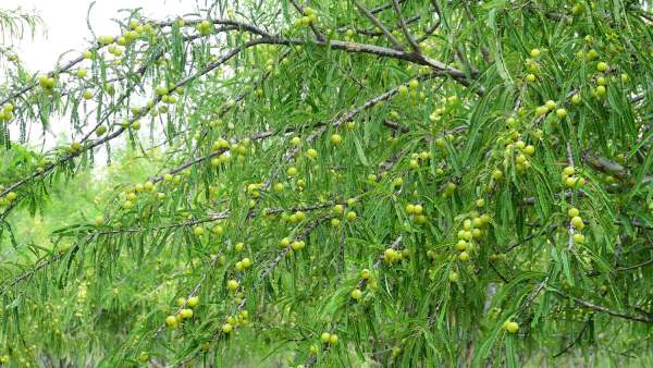 In karthika masam people sould eat food under an amla tree Why Because