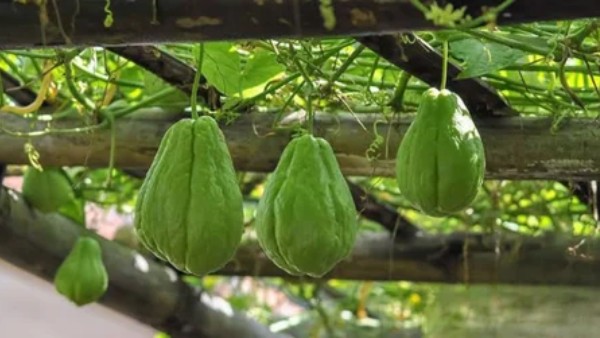 Uses and health benefits with chayote Uses and health benefits with chayote