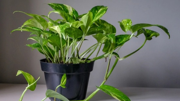 Plant should be planted on new year for financial growth