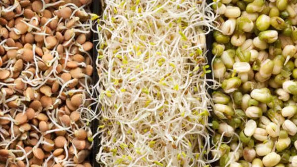 Health benefits uses with sprouts What happens if you eat daily
