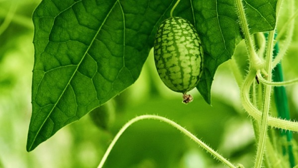 Health benefits and uses of healthy vegetable kacharia Health benefits and uses of healthy vegetable kacharia