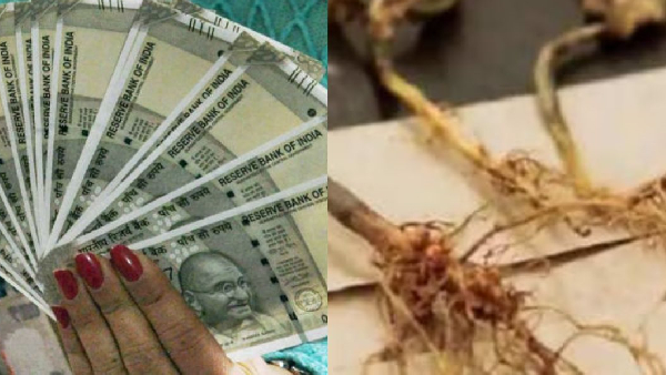 do this with tulsi roots you will become rich