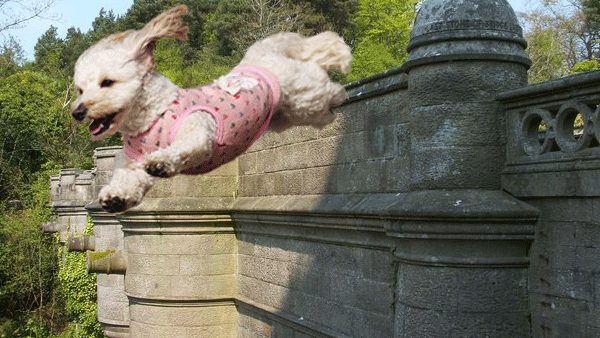 Do you know animals also commit suicide like human Is this true