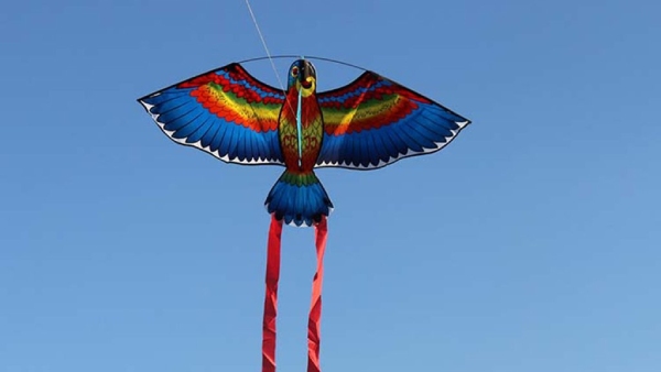 Why should kites fly on makar sankranti 2025 Here are the facts you should know