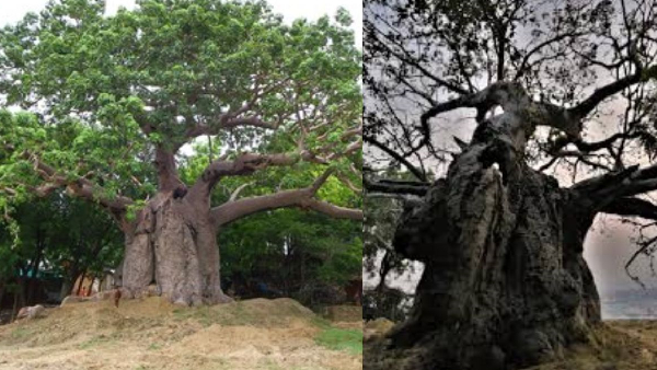 maha kumbh mela 2025 world second oldest kalpavriksh has been alive for 800 years in prayagraj jhusi maha kumbh mela 2025 world second oldest kalpavriksh has been alive for 800 years in prayagraj jhusi