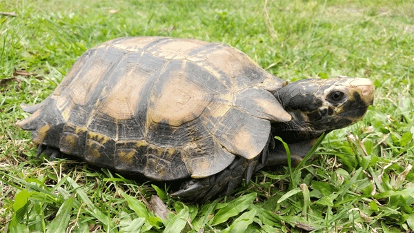 vastu shastram keep wooden or crystal tortoise at home in this direction for happiness and peace