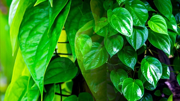 ancient indian herb know amazing benefits of betel leaf