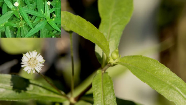 Bhringraj plant can reduce dandruff and stop gray hair and many other benefits with this leaf