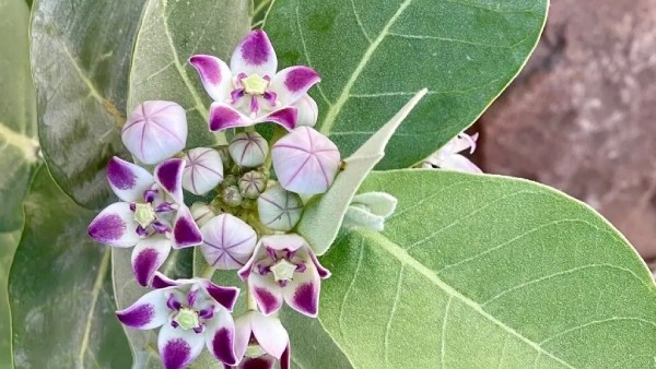 Health benefits with jilled tree leaves which are considered as poison in telugu
