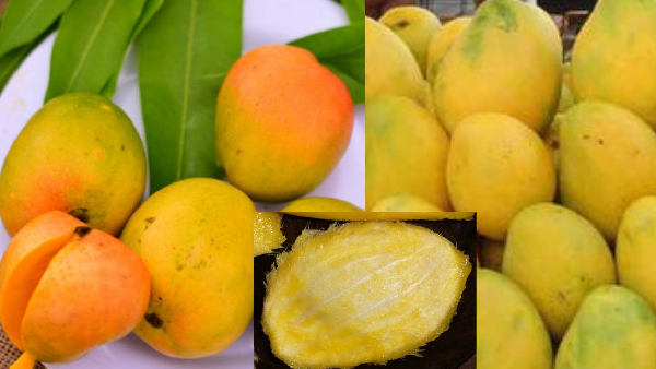 do you know mango seed is a medicine for many diseases know these benefits do you know mango seed is a medicine for many diseases know these benefits