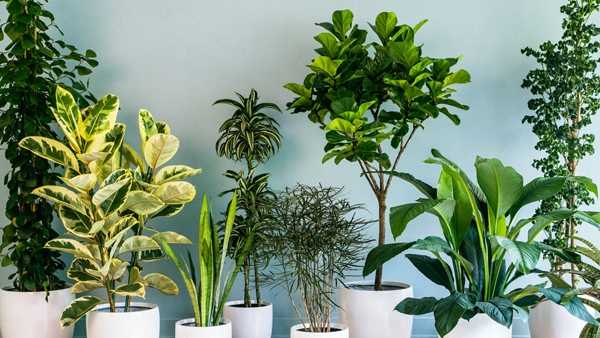 do you know which plant gives us the most oxygen do you know which plant gives us the most oxygen