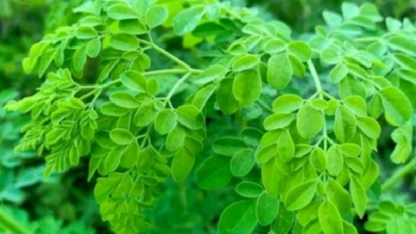 moringa benefits for men increase sperm count and many other health benefits