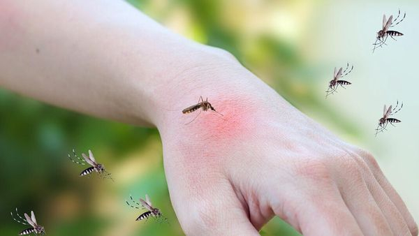 Do you know why mosquitoes mostly appear during the day time