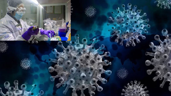 china scientists discover new bat coronavirus fears another pandemic