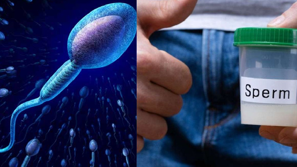foods that affect the sperm count in men telugu foods that affect the sperm count in men telugu