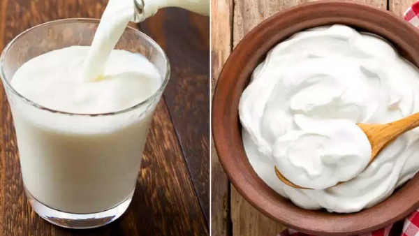 Curd vs butter milk Which is better for health in summer in telugu