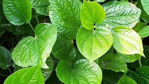 Health benefits and uses with betel leaves in telugu