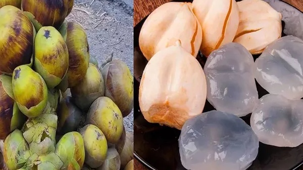 Health benefits of palm fruit and how to use it in telugu