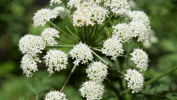 Tree qualities which can be very dangerous before we use it