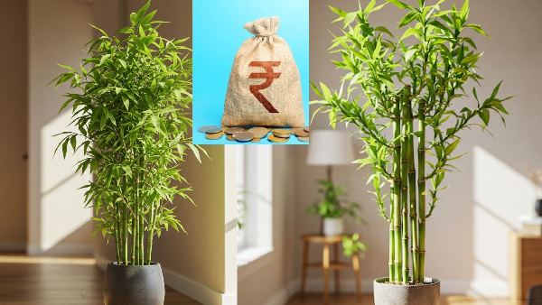 Vastu Secret How a Bamboo Plant Changes Your Life