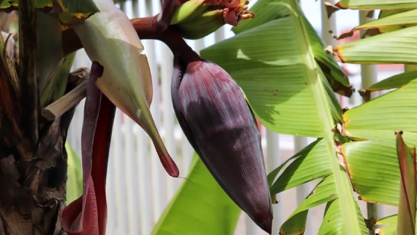 Banana flower uses for diabetic patients in telugu and how to use it Banana flower uses for diabetic patients in telugu and how to use it