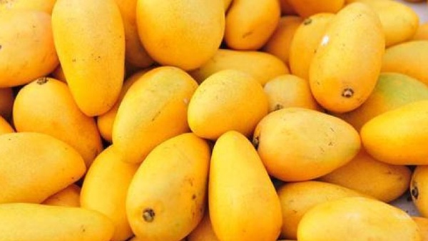 What is the history of banginapalli mango and what is the relationship between nawabs What is the history of banginapalli mango and what is the relationship between nawabs
